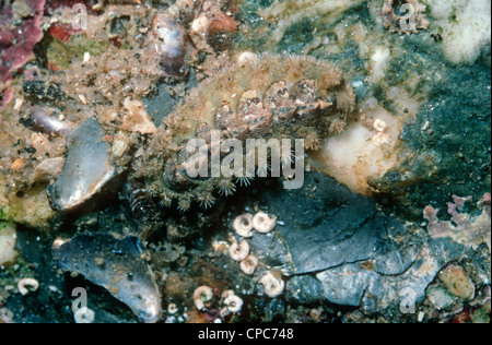 Gekielt Chiton und Mantel von Mail Schale (Acanthochitona Crinitus: Acanthochitonidae) krabbeln über einen Stein in einen Rockpool UK Stockfoto