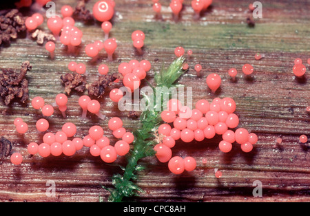 Schimmel (Trichia Decipiens) Fruchtkörper auf einem Baumstamm UK Schleim Stockfoto