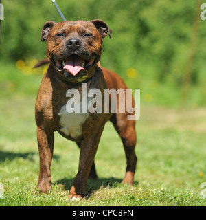 Staffordshire Bull terrier Stockfoto