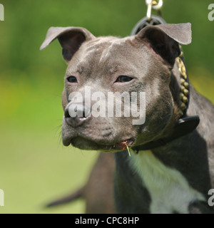 Blue staffordshire Bull Terrier x Pitbull Stockfoto