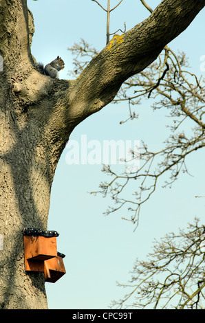 Eichhörnchen Sie auf einem Baum - Crystal Palace, London - England Stockfoto