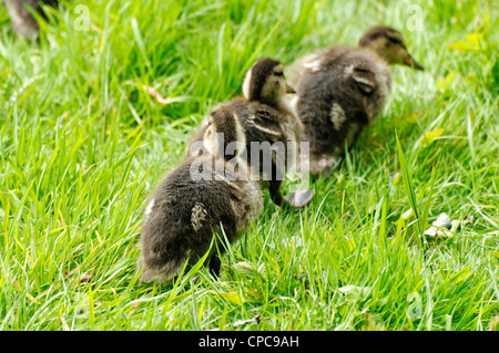 Drei Stockenten-Küken zu Fuß in einer Linie Stockfoto