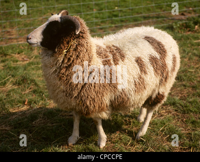 Jakobs Schafe und Lämmer Stockfoto