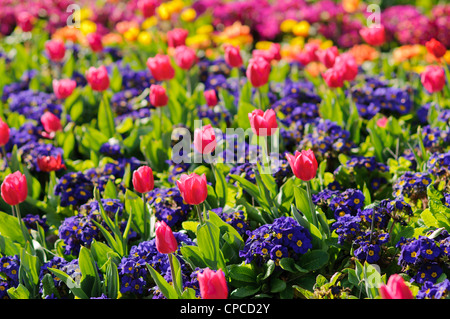 Frühlingsblumen im St. James' Park, London Stockfoto