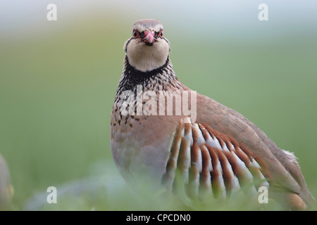 Rote Legged Partridge, Alectoris Rufa, UK Stockfoto