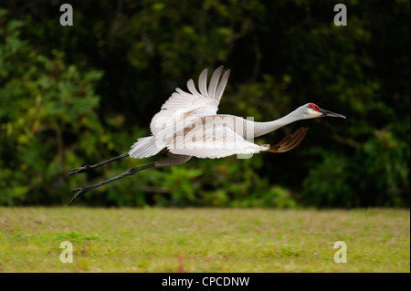 Sandhill Kran (Grus Canadensis) Audubon Rookery, Venice, Florida Stockfoto