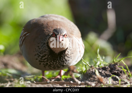 Rote Legged Partridge, Alectoris Rufa, UK Stockfoto