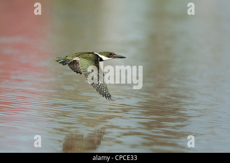 Amazon Eisvogel im Flug über den Fluss Pixaim im Pantanal, Brasilien Stockfoto