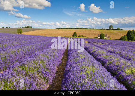 Reihen englischer Lavendelpflanzen in Lavendelfeldern auf der Snowshill Lavender Farm Snowshill The Cotswolds England UK GB Europe Stockfoto