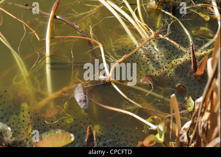 Europäische Frosch (Rana Temporaria) Frogspawn Masse mit Streichern der Kröte spawn Stockfoto