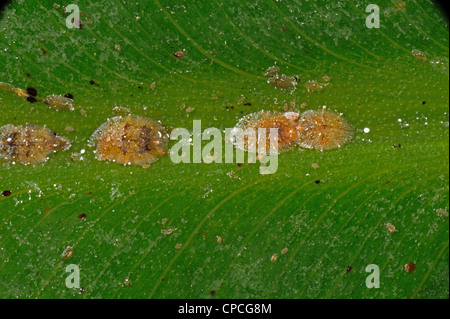 Honigtau & weichen braunen Schildläusen (Coccus Hesperidum) auf einem Banane Blatt Mittelrippe Vene Stockfoto