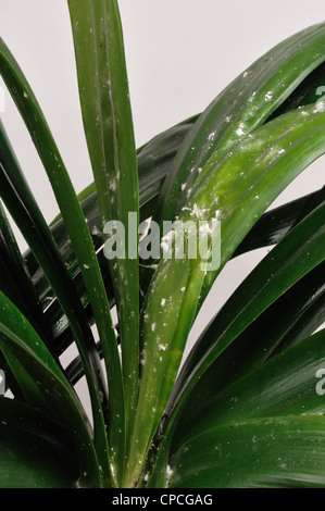 Glasshouse Wolllusen (Pseudocococcus Affinis) auf ornamentalen Haus  Pflanzenblattes (Clivia Miniata Stockfotografie - Alamy