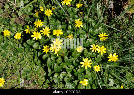 Kleiner Zöllner (Ficaria verna) blüht mit einem frühen Marienkäfer mit sieben Flecken Stockfoto