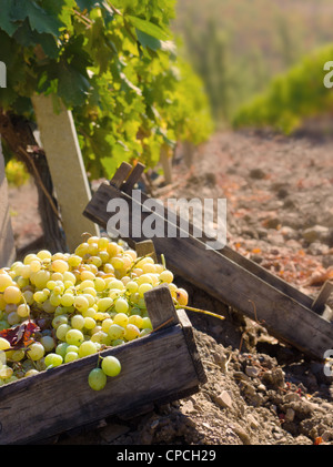 Grüne Trauben in Holzkisten auf Weingut Herbstzeit Stockfoto