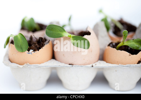 Gehen Sie grün sprießen in Eierschalen Stockfoto