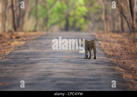 Leopard, Blick auf den Fotografen in den Wald von Tadoba, Indien.  (Panthera Pardus) Stockfoto