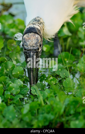 Holz-Storch (Mycteria Americana) Jagd Audubon Rookery, Venice, Florida Stockfoto