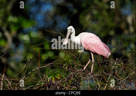 Rosige Löffler (Ajaia Ajaja), The Alligator Farm, St. Augustine, Florida, USA Stockfoto