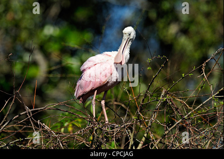 Rosige Löffler (Ajaia Ajaja), The Alligator Farm, St. Augustine, Florida, USA Stockfoto