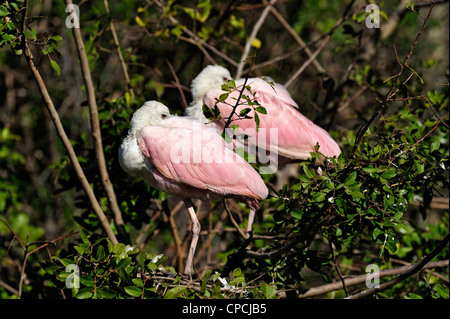 Rosige Löffler (Ajaia Ajaja), The Alligator Farm, St. Augustine, Florida, USA Stockfoto