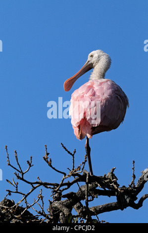 Rosige Löffler (Ajaia Ajaja), The Alligator Farm, St. Augustine, Florida, USA Stockfoto