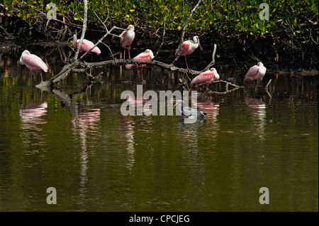 Rosalöffler (Ajaia ajaja), Ding Darling National Wildlife Refuge, Sanibel Island, Florida, USA Stockfoto