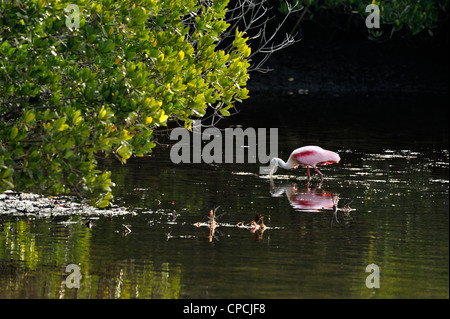 Rosalöffler (Ajaia ajaja), Ding Darling National Wildlife Refuge, Sanibel Island, Florida, USA Stockfoto