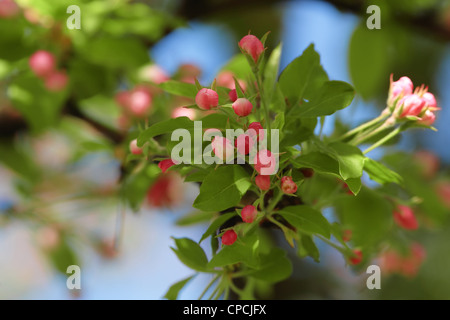 Nahaufnahme der blühenden Apfel Baum Blumen. Stockfoto