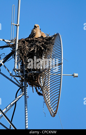 Große gehörnte Eule (Bubo Virgianus) junge im Nest, Venice, Florida, USA Stockfoto
