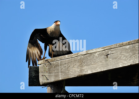 Crested Karakara (Caracara Cheriway) Sentinel in der Nähe von Nest, Kissimmee Prairie Preserve State Park, Florida, USA Stockfoto