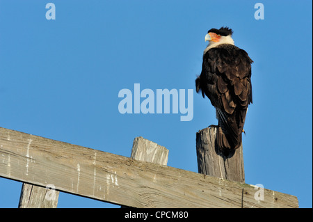 Crested Karakara (Caracara Cheriway) Sentinel in der Nähe von Nest, Kissimmee Prairie Preserve State Park, Florida, USA Stockfoto