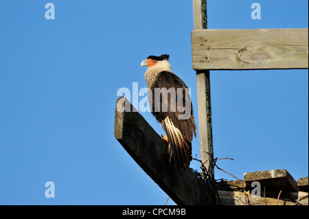 Crested Karakara (Caracara Cheriway) Sentinel in der Nähe von Nest, Kissimmee Prairie Preserve State Park, Florida, USA Stockfoto