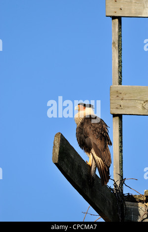 Crested Karakara (Caracara Cheriway) Sentinel in der Nähe von Nest, Kissimmee Prairie Preserve State Park, Florida, USA Stockfoto