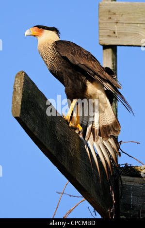 Crested Karakara (Caracara Cheriway) Sentinel in der Nähe von Nest, Kissimmee Prairie Preserve State Park, Florida, USA Stockfoto