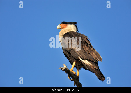 Crested Karakara (Caracara Cheriway) Sentinel in der Nähe von Nest, Kissimmee Prairie Preserve State Park, Florida, USA Stockfoto