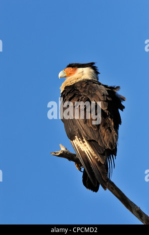 Crested Karakara (Caracara Cheriway) Sentinel in der Nähe von Nest, Kissimmee Prairie Preserve State Park, Florida, USA Stockfoto