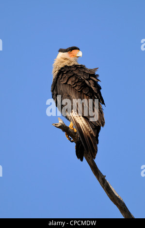 Crested Karakara (Caracara Cheriway) Sentinel in der Nähe von Nest, Kissimmee Prairie Preserve State Park, Florida, USA Stockfoto