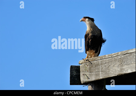 Crested Karakara (Caracara Cheriway) Sentinel in der Nähe von Nest, Kissimmee Prairie Preserve State Park, Florida, USA Stockfoto