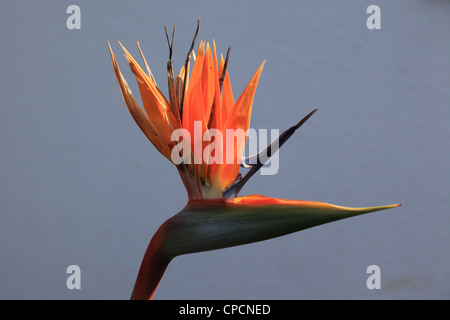 Paradiesvogel Blume (Sterlitzia Reginae). Foto: Willy Matheisl Stockfoto