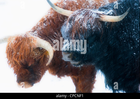 Schottische Highland braune und schwarze Kühe stehen nebeneinander im Schnee Stockfoto