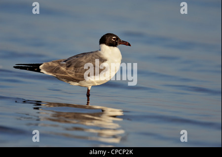 Lachende Möve (Larus Atricilla), Fort De Soto Park, St. Petersburg, Florida, USA Stockfoto