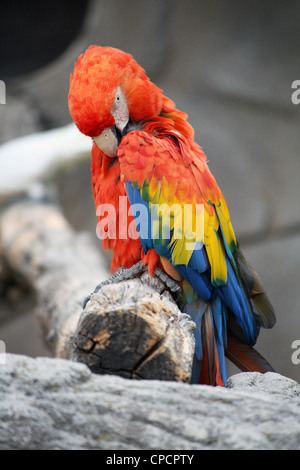 Die hellroten Aras (Ara Macao), eine große, bunte Ara, in feuchten immergrünen Wäldern in den amerikanischen Tropen heimisch Stockfoto