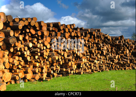 Haufen von Lärche Baumstämmen, gefällt infolge von Krankheiten, Holz für Spanplatten verwendet werden Stockfoto