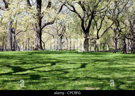 Sonnenlicht beleuchtet blass Schaum der frischen Blätter auf knorrigen alten Ulmen an einem schönen Frühlingstag im Central ParK New York City Stockfoto