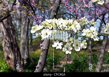 weiße Hartriegel Blüten vor rosa blühende Kirsche Bäume gerade aus in voller Blüte an einem schönen Frühlingstag in New York City Stockfoto