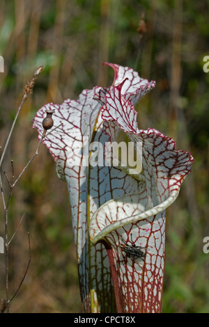 Fleischfressende weiß-Spitze Schlauchpflanze Sarracenia Leucophylla mit Fliegen sammeln Nektar Alabama USA Stockfoto