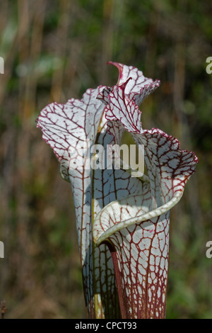 Fleischfressende weiß-Spitze Schlauchpflanze Sarracenia Leucophylla Alabama USA Stockfoto