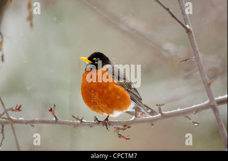 Amerikanischer Robin (Turdus Migratorius), Greater Sudbury, Ontario, Kanada Stockfoto