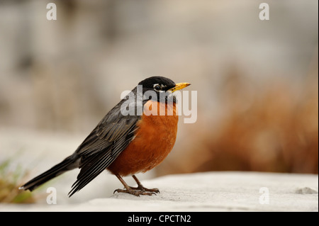 Amerikanischer Robin (Turdus Migratorius), Greater Sudbury, Ontario, Kanada Stockfoto