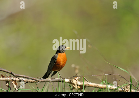 Amerikanischer Robin (Turdus Migratorius), Greater Sudbury, Ontario, Kanada Stockfoto